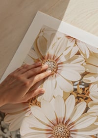 Close-up of pale yellow daisies with light brown center-9