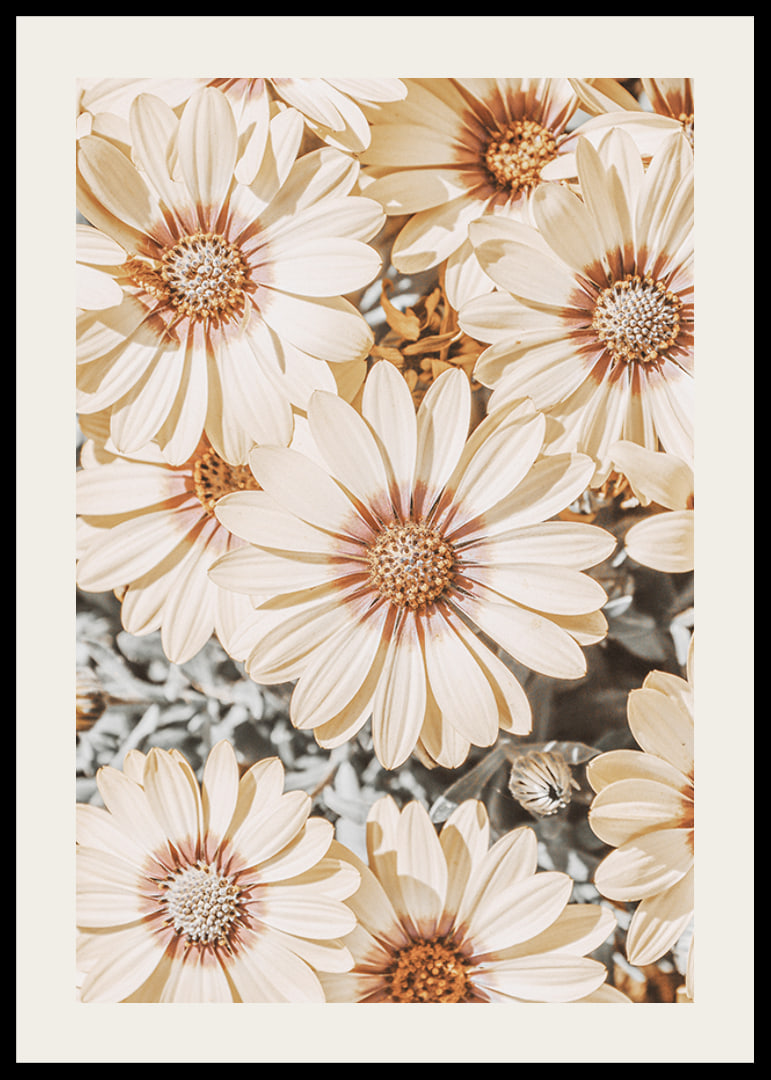 Close-up of pale yellow daisies with light brown center-12