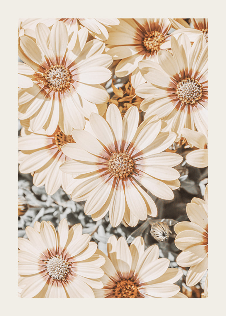 Close-up of pale yellow daisies with light brown center-12