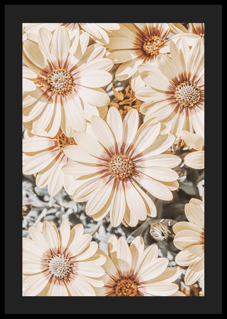 Närbild av blekgula prästkragar med ljust brun mitt-12