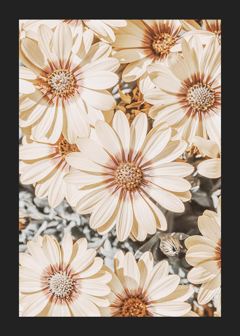 Close-up of pale yellow daisies with light brown center-12