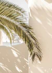 Fotografie von Palmblättern vor hellbeige verputzter Wand-7