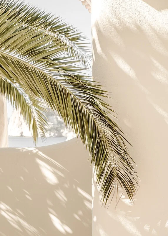 Photograph of palm leaves against light beige plastered wall-12