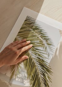 Fotografie von Palmblättern vor hellbeige verputzter Wand-9