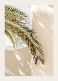 Fotografia di foglie di palma contro un muro intonacato beige chiaro-3