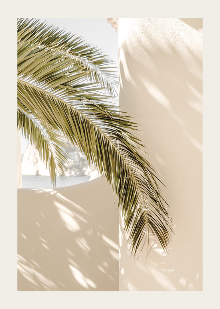 Fotografia di foglie di palma contro un muro intonacato beige chiaro-12