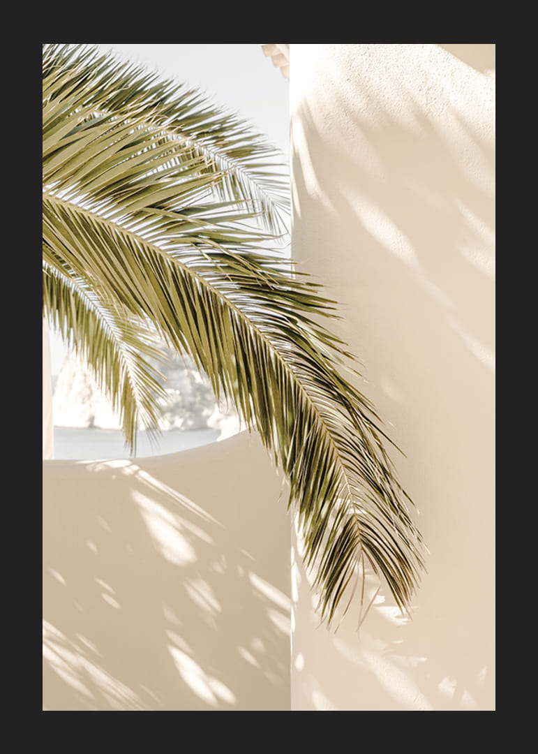 Fotografia di foglie di palma contro un muro intonacato beige chiaro-12