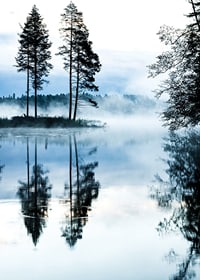 Fotografi av tallar vid sjö med dimma och spegelblankt vatten-7