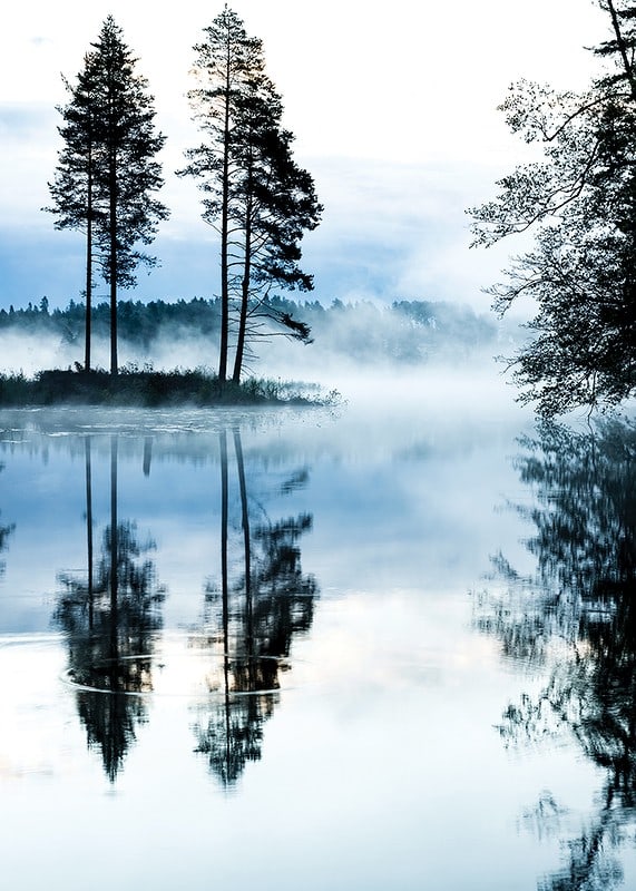 Fotografi av tallar vid sjö med dimma och spegelblankt vatten-12