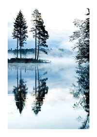 Fotografi av tallar vid sjö med dimma och spegelblankt vatten-1