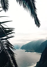 Photograph of palm leaves in the foreground with coast and mountains in fog-7