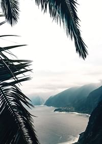 Between Palm Leaves-3