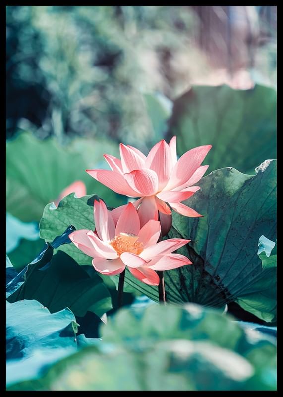 Lotus Flowers-12