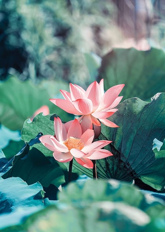 Lotus Flowers-12