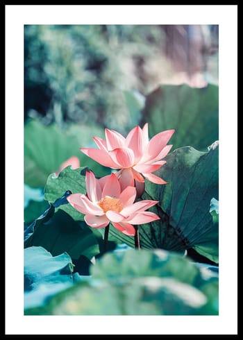 Poster Lotus Flowers
