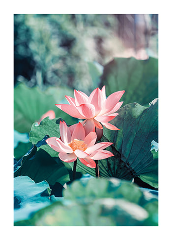 Poster Lotus Flowers