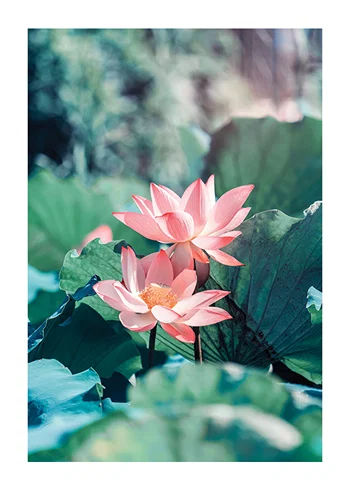 Poster Lotus Flowers