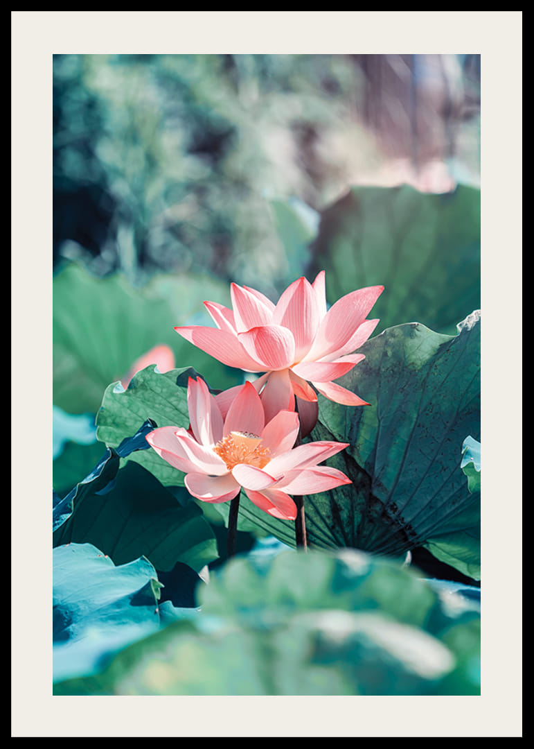 Nærbillede af to lyserøde lotusblomster med grønne blade, fotografi-12