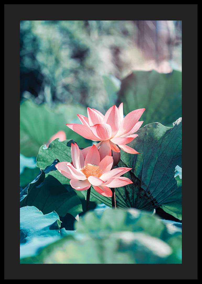 Nærbillede af to lyserøde lotusblomster med grønne blade, fotografi-12