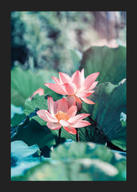 Nærbillede af to lyserøde lotusblomster med grønne blade, fotografi-5