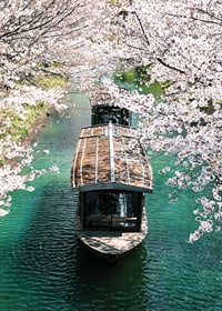 Photograph of wooden boat on Uji Canal surrounded by cherry blossoms-7