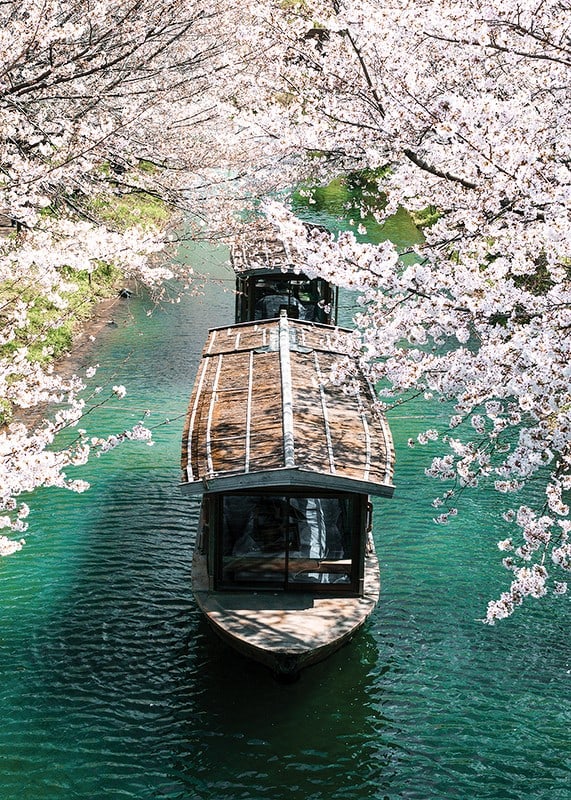 Photograph of wooden boat on Uji Canal surrounded by cherry blossoms-12