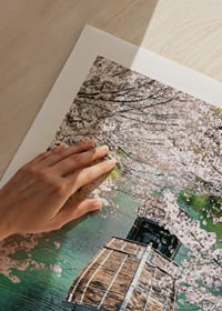 Photograph of wooden boat on Uji Canal surrounded by cherry blossoms-9