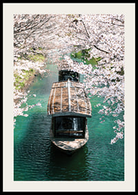 Photograph of wooden boat on Uji Canal surrounded by cherry blossoms-2