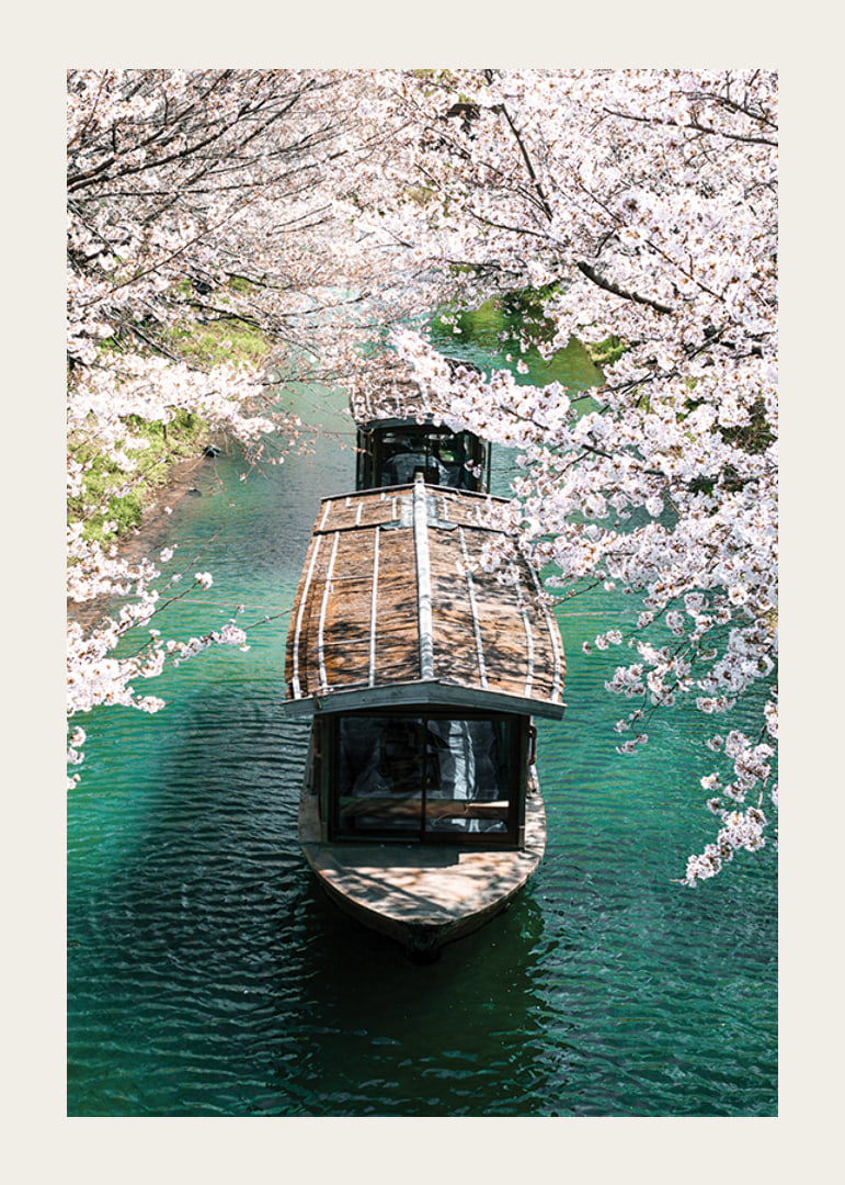 Photograph of wooden boat on Uji Canal surrounded by cherry blossoms-12