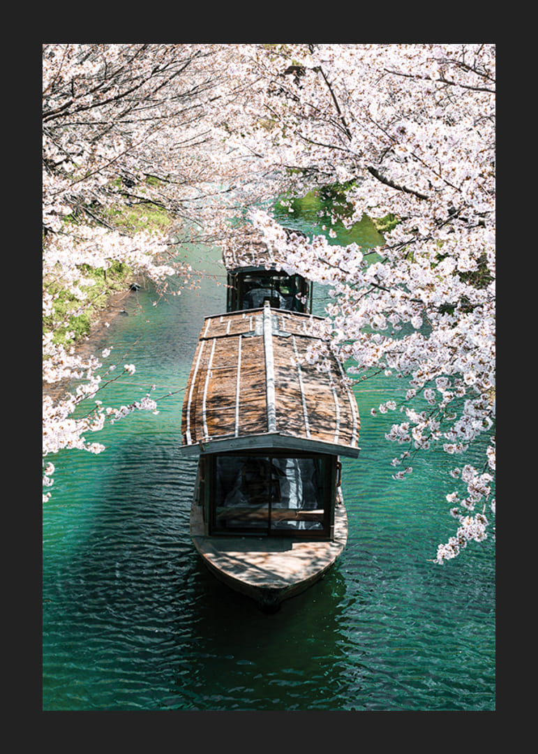 Fotografie cu o barcă de lemn pe Canalul Uji, înconjurată de flori de cireș-12