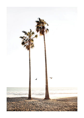 Poster Paradise Palm Trees