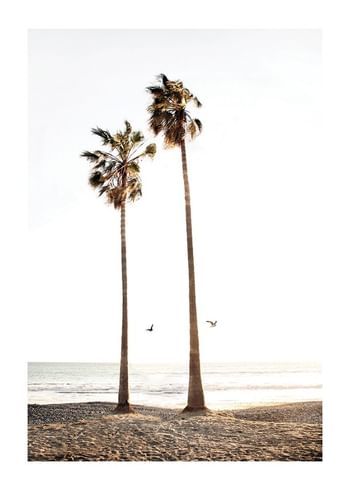 Póster Paradise Palm Trees