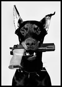 Čiernobiely doberman so zbraňou v ústach na svetlom pozadí-6