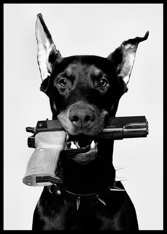Čiernobiely doberman so zbraňou v ústach na svetlom pozadí-12