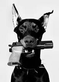 Čiernobiely doberman so zbraňou v ústach na svetlom pozadí-7