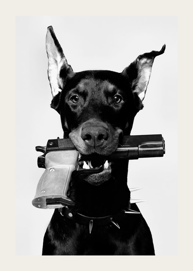 Čiernobiely doberman so zbraňou v ústach na svetlom pozadí-12