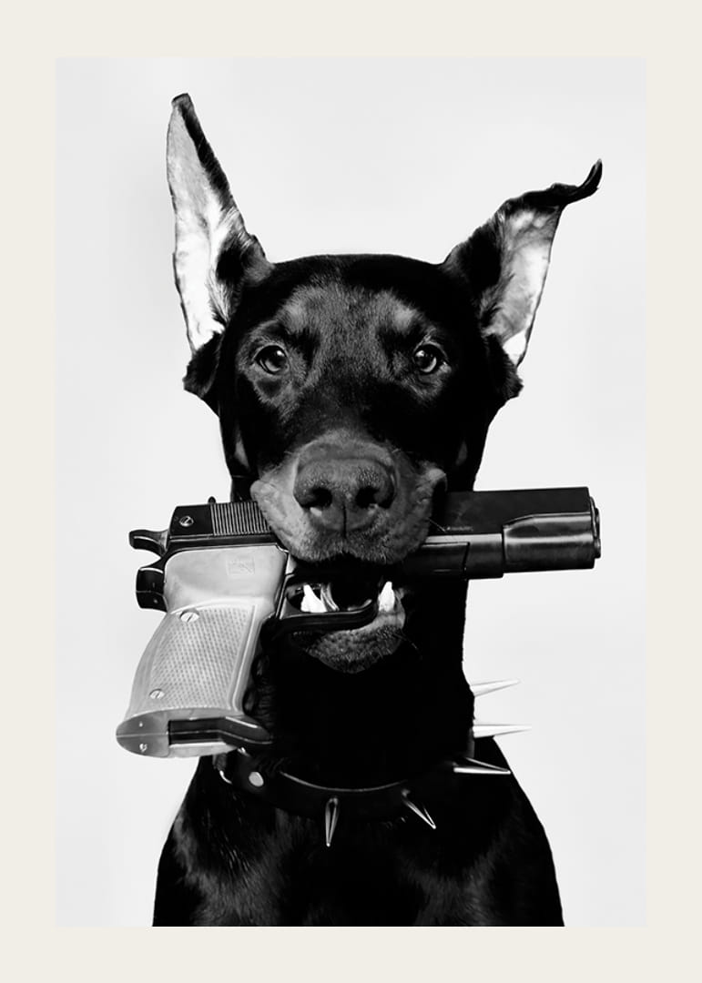 Black and white doberman with gun in mouth against light background-12