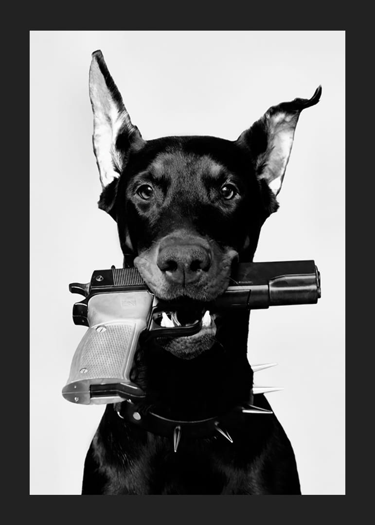 Black and white doberman with gun in mouth against light background-12