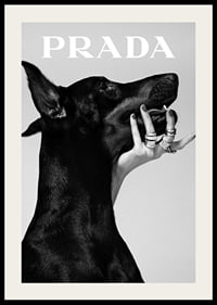 Black and white close-up of Doberman and hand with rings, Prada-2