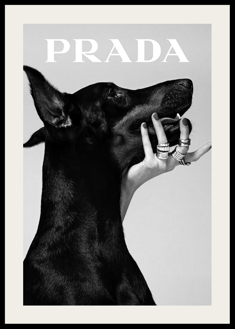 Black and white close-up of Doberman and hand with rings, Prada-12