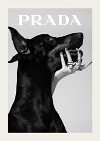 Black and white close-up of Doberman and hand with rings, Prada-3