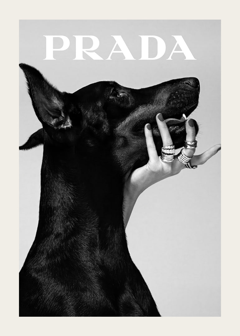 Black and white close-up of Doberman and hand with rings, Prada-12