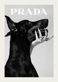 Svartvit närbild av dobermann och hand med ringar, Prada-3