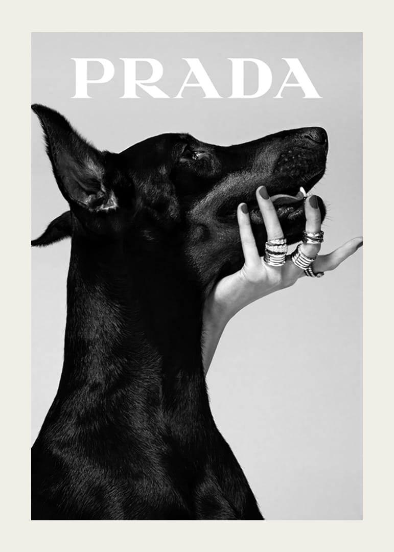 Svartvit närbild av dobermann och hand med ringar, Prada-12