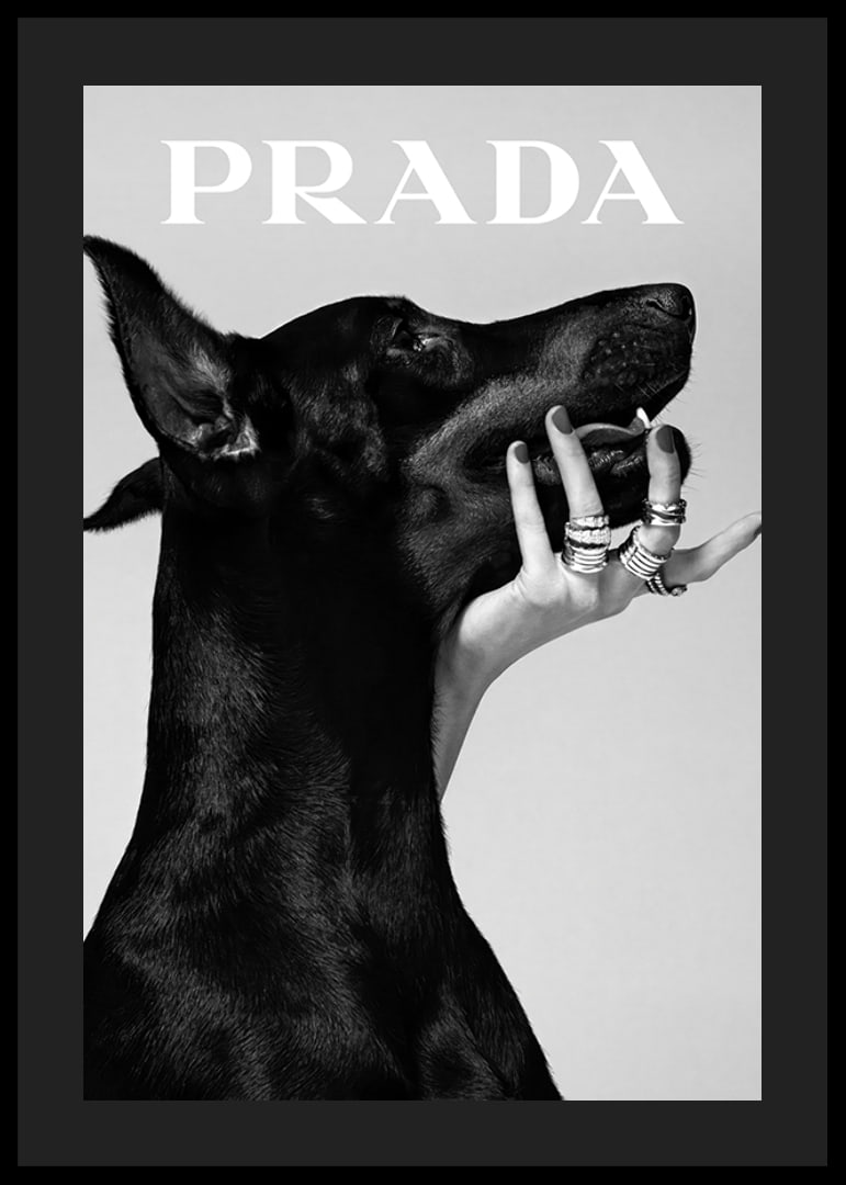 Black and white close-up of Doberman and hand with rings, Prada-12