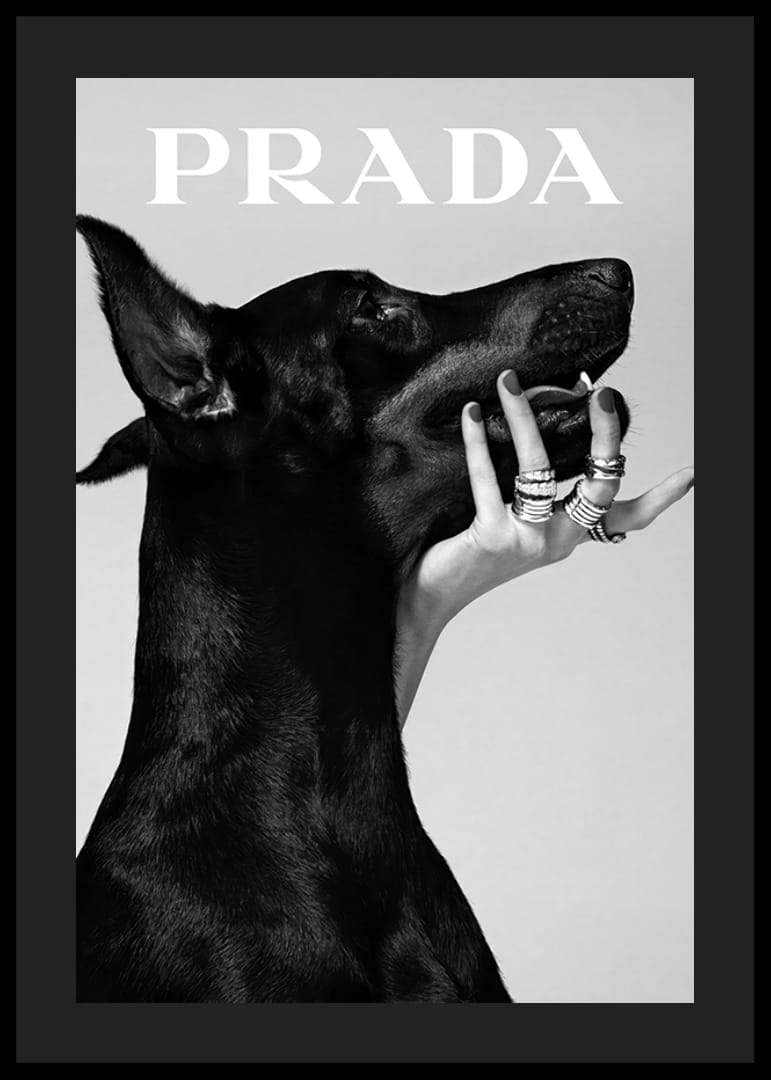 Svartvit närbild av dobermann och hand med ringar, Prada-12