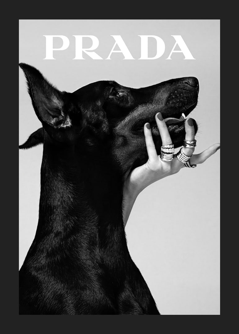 Black and white close-up of Doberman and hand with rings, Prada-12