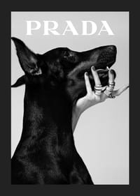 Svartvit närbild av dobermann och hand med ringar, Prada-5