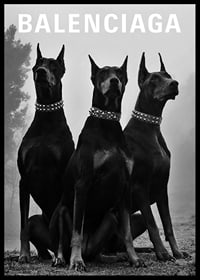 Svartvit fotografi av tre dobermannhundar med nitar-6