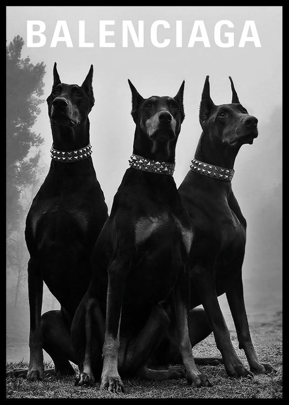 Svartvit fotografi av tre dobermannhundar med nitar-12